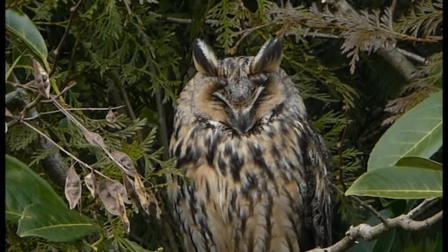 Long-eared Owl - ML201103741