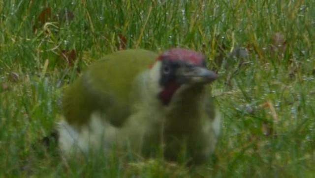 Eurasian Green Woodpecker - ML201103801