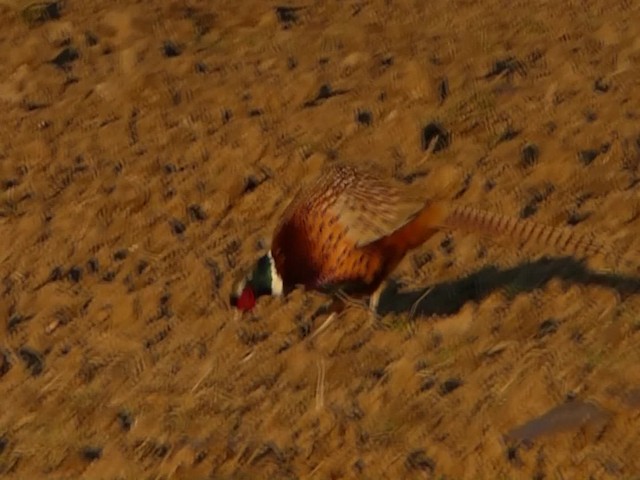 Ring-necked Pheasant - ML201103831