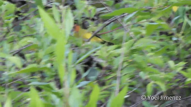 Rust-and-yellow Tanager - ML201104451