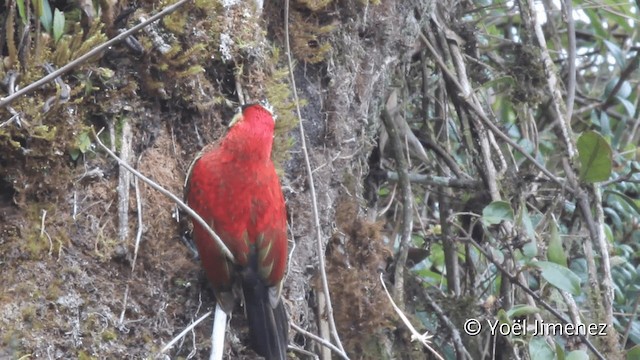 Crimson-mantled Woodpecker (Crimson-mantled) - ML201104511
