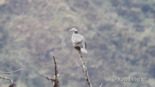 Band-tailed Pigeon (White-necked) - ML201104591