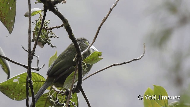 Toucanet à ceinture bleue - ML201104661