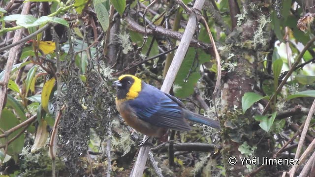 Golden-collared Tanager - ML201104691