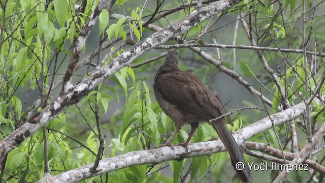 Speckled Chachalaca (Speckled) - ML201104861