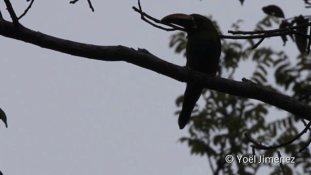 Southern Emerald-Toucanet (Black-throated) - ML201104891