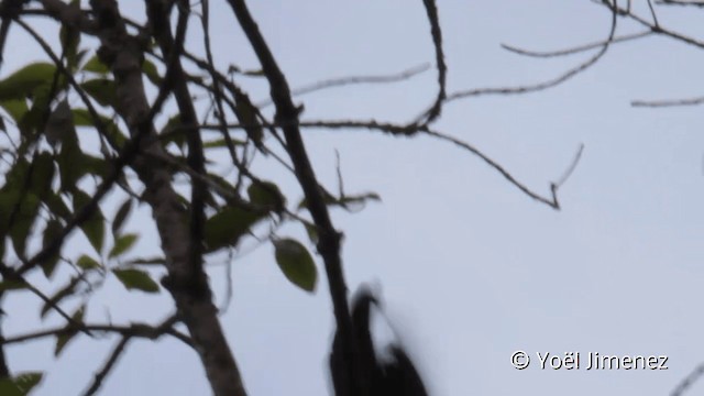 Amazonian Umbrellabird - ML201104901