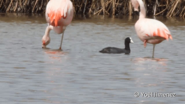 Chilean Flamingo - ML201104981