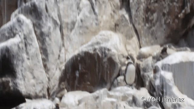 Pingüino de Humboldt - ML201105071