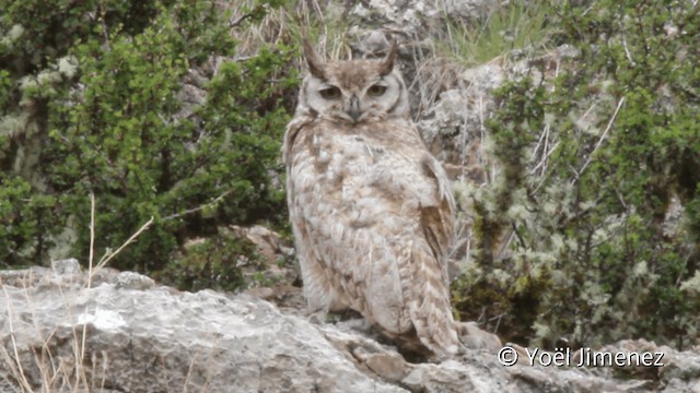 Lesser Horned Owl - ML201105191