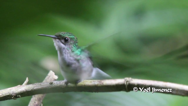 kolibřík zelenopláštíkový - ML201105351