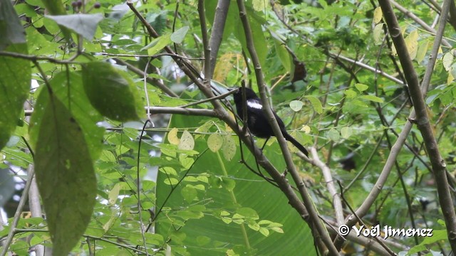 White-shouldered Tanager - ML201105391