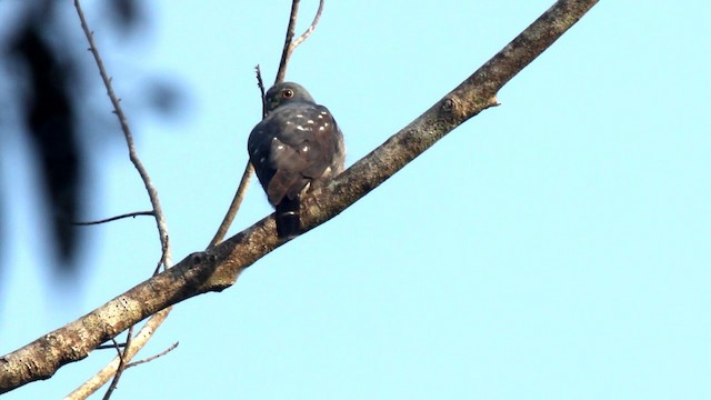 Double-toothed Kite - ML201105441