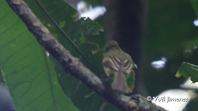  - Yellow-green Tyrannulet