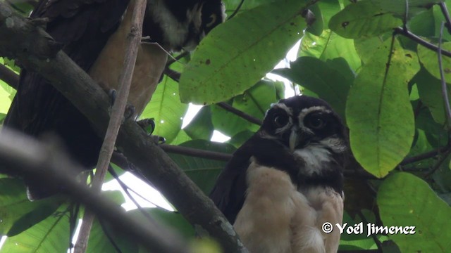 Spectacled Owl - ML201105551