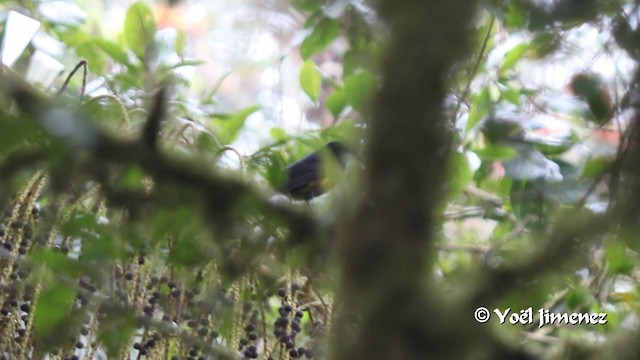 Black-and-yellow Silky-flycatcher - ML201105561