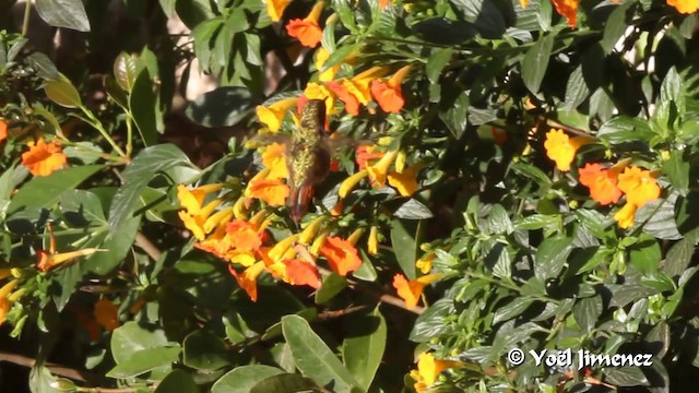 Scintillant Hummingbird - ML201105571