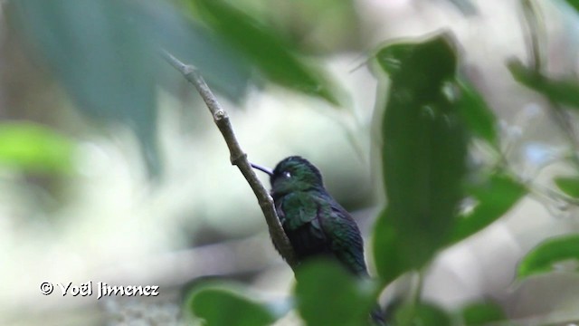 kolibřík subtropický - ML201105621