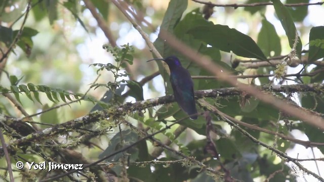 kolibřík fialkový - ML201105651