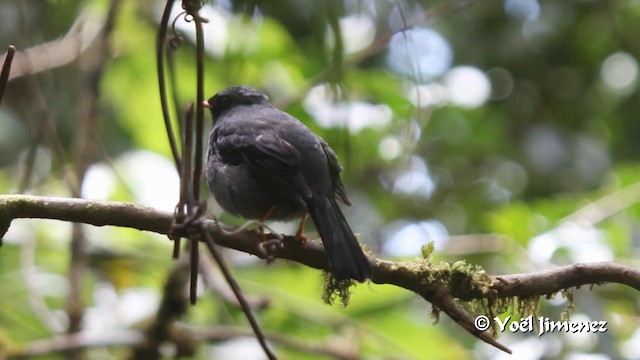 Black-faced Solitaire - ML201105681