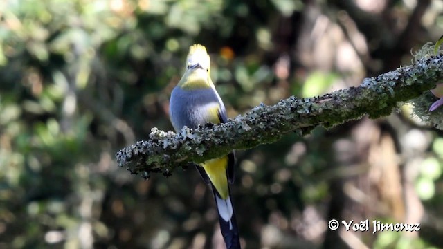  - Long-tailed Silky-flycatcher