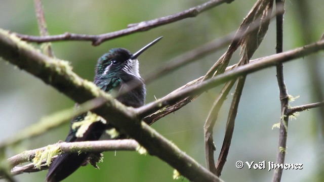 White-throated Mountain-gem (Blue-tailed) - ML201105731