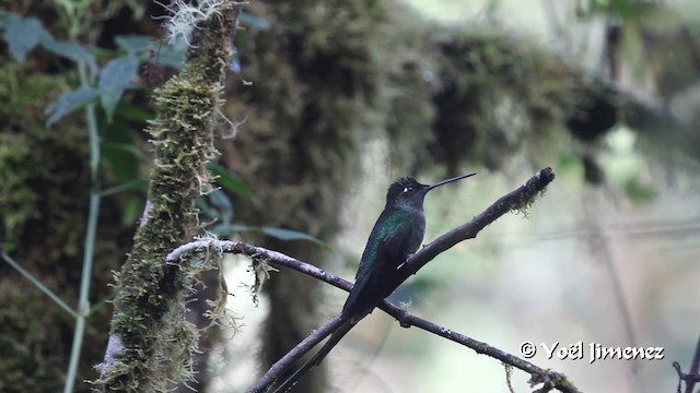 Talamanca Hummingbird - ML201105751