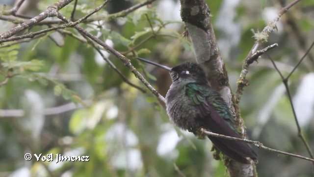 Talamanca Hummingbird - ML201105781
