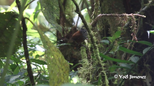 Gray-breasted Wood-Wren (Central American) - ML201105911