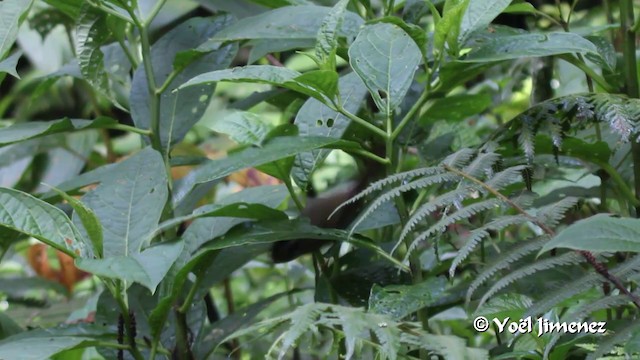 Черноухая корольковка - ML201105941