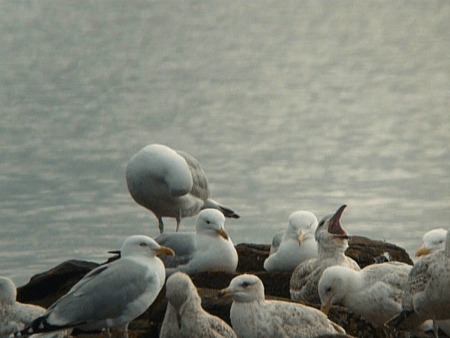 Herring Gull (European) - ML201106271