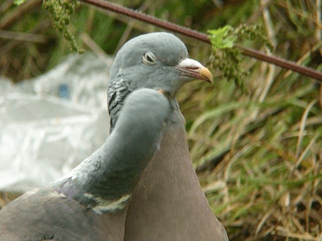 Common Wood-Pigeon (White-necked) - ML201106461