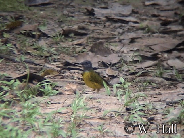 Gray-headed Tanager (Gray-crested) - ML201106581