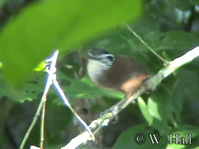 White-breasted Wood-Wren (Sclater's) - ML201106601