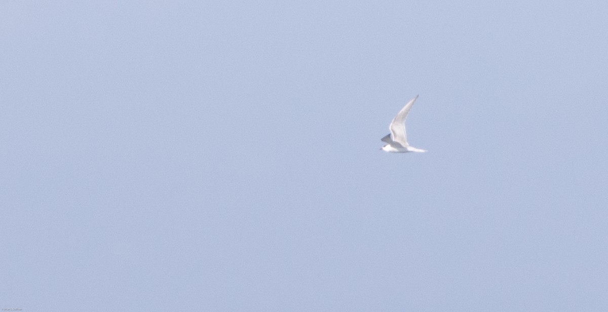 Common Tern - ML20110731