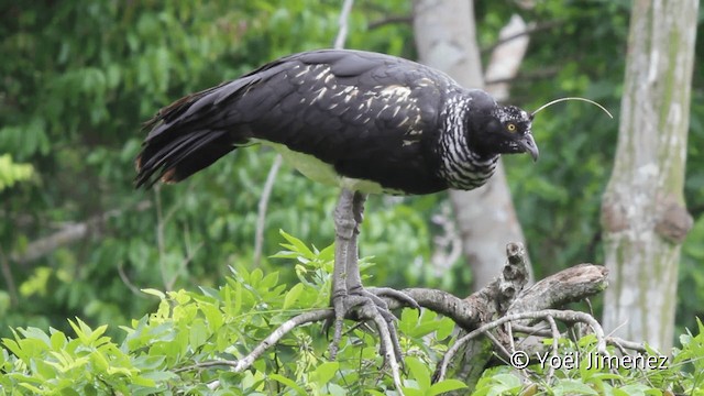  - Horned Screamer
