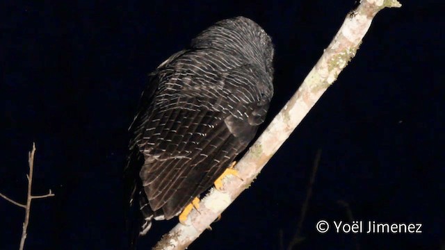 Black-banded Owl - ML201107761