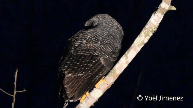 Black-banded Owl - ML201107771
