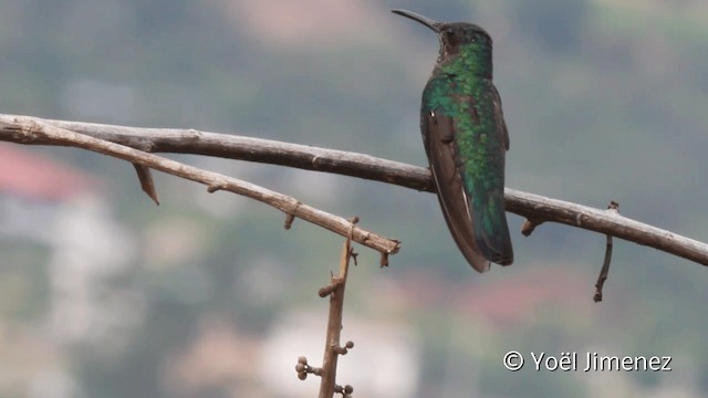 Many-spotted Hummingbird - ML201107781