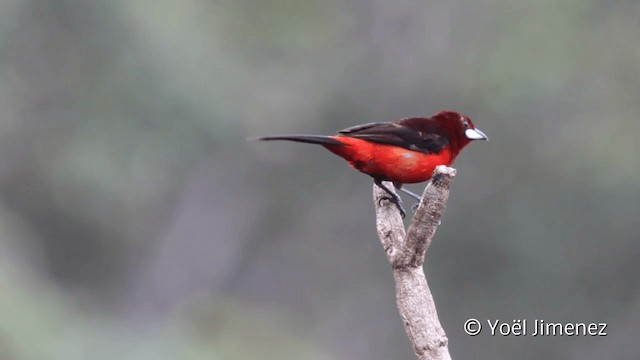 Black-bellied Tanager - ML201108141