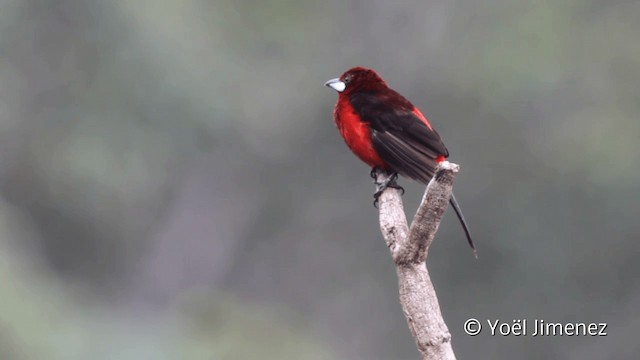 Black-bellied Tanager - ML201108151