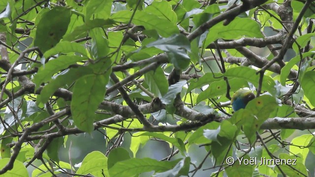 Bay-headed Tanager (Bay-and-blue) - ML201108261