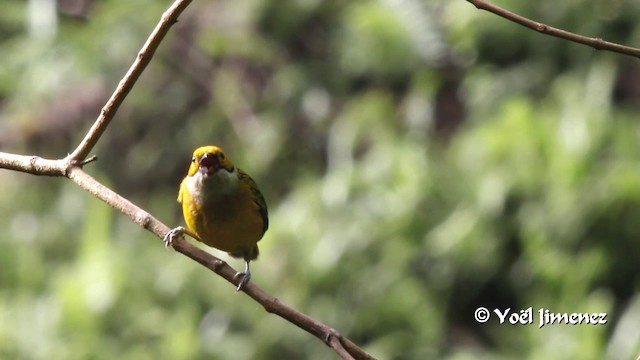 Silver-throated Tanager - ML201108401