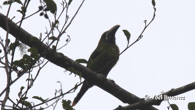 Northern Emerald-Toucanet (Blue-throated) - ML201108441