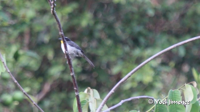 White-naped Brushfinch (Yellow-throated) - ML201108531