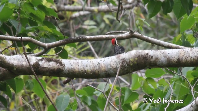 Black-cheeked Woodpecker - ML201108541