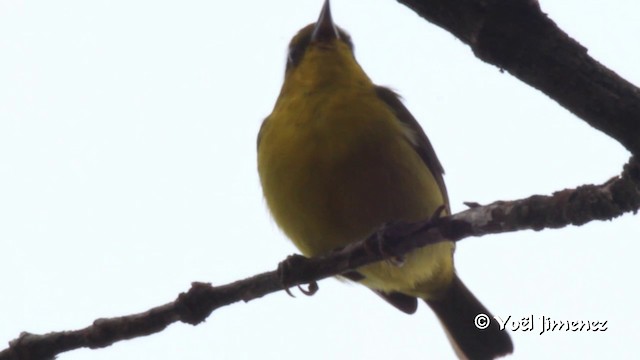 Black-and-yellow Tanager - ML201108601