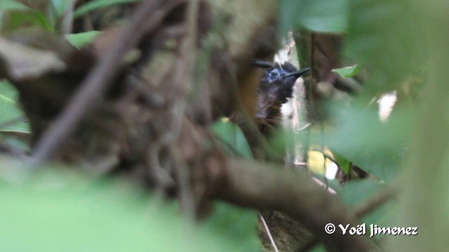 Braunrücken-Ameisenvogel [exsul-Gruppe] - ML201108621