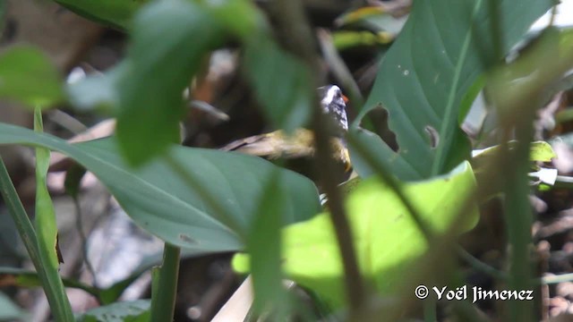 Orange-billed Sparrow (aurantiirostris Group) - ML201108671