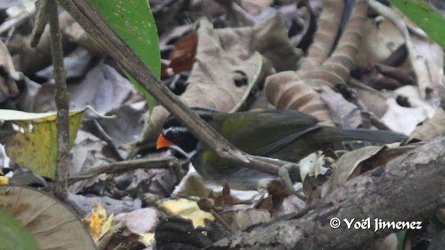 Orange-billed Sparrow (aurantiirostris Group) - ML201108681